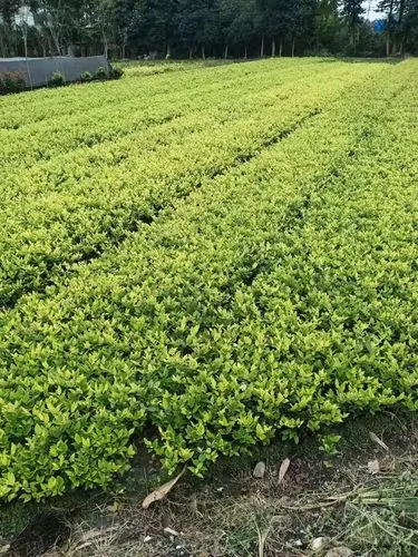 绿化工程的初验物权